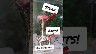 Ants VS Steak! 12Hour timelapse