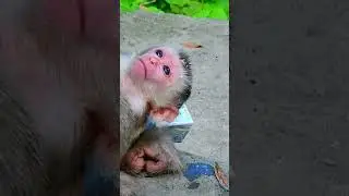 Congratulation! Joyce giving birth!!!! #babymonkeybobby #ihavethisthingwithplants #animals