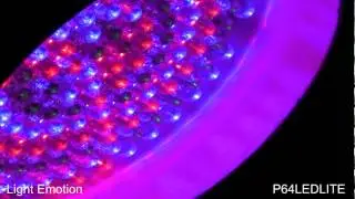 High Quality Budget LED Parcan