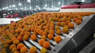 Marsh Harrier Kinnow/Orange Grading Machine | Installed at Baba Fruits