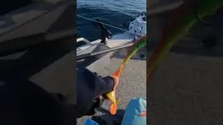 SNAPPER caught on Zman Grubz