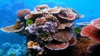 Mundo Marino | REINO DEL CORAL | Documentales