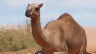 {PLANET ZOO} Dromedary Camel Habitat Build