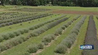 Want to visit a lavender farm? Now you can!