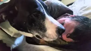 Talkative Great Dane