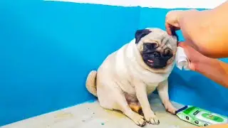 [ ASMR ]Dog cleaning routine || Chutki pug cleaning routine