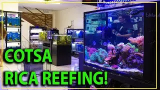 We Visit A Reef Shop In COSTA RICA !