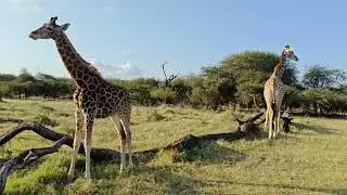 Nguuni Nature Sanctuary | Hidden Safari Gem in Mombasa, Kenya 🇰🇪