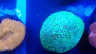 Underwater video tank 2 scolies, mussas, etc