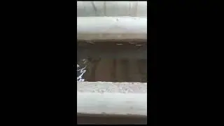 осетр в УЗВ/Sturgeon in RAS
