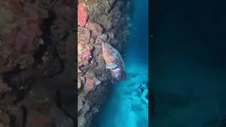 Apollo Diving Center / Kaş 🤿