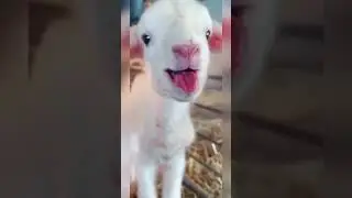 Cute lovely baby goat tongue flapping 😂😂😂 #shorts