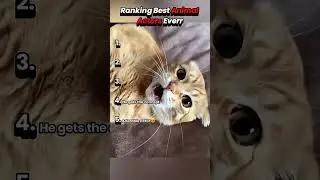 Ranking Best Animal Actors Everr #animalvideos #animalshorts #animalactors