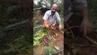 melhor forma de fazer muda de batata baroa.