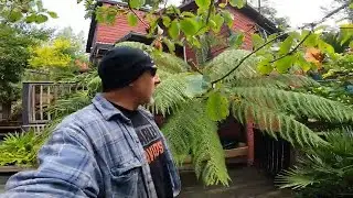 Christmas Eve  in the Jungle garden  on the Gulf Islands North Pacific
