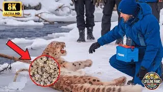 A Poor Snow Leopard Injured By A Million Of Barnacles And It Was Successfully Rescued By Rescue Team