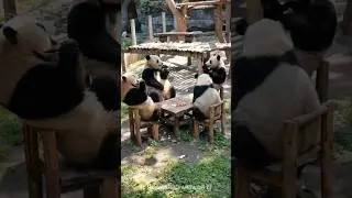 Panda's Unique Eating Habits and Natural Adaptations