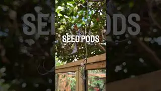JADE VINE UPDATE #wegotseeds #jadevine #propagation #sucess #livingrainforest #plantnerd