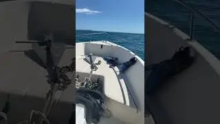 Relax , dogs ,handywork , Pesca , siembra , surf est&aacute; en vivo