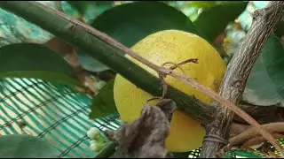 Picking limes in the morning #usa #fruit #fruitworld #fruitcutting #fruitnation #satisfying #fruits