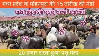मोहनपुरा मध्य प्रदेश की पशु मंडी सबसे सस्ती ठंड की बजह से 20 हाजार सस्ती हुई भैंस 