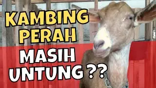 Beternak Kambing Perah : Masih Untung⁉️