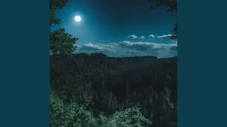 Cozy Forest