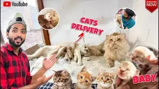 My Cat's Delivery | New Born Kitten | Persian Cat | 2024 | Pet Market in Delhi | Baby Parrot .