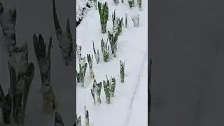 tulips under snow