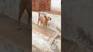 Desi dog barking for dogs#05k viral#shorts