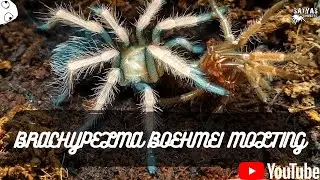 TARANTULA MOLTING #shorts