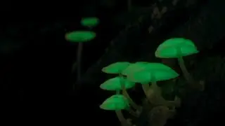 Ott / Shpongle - Around the World in a Tea Daze (Metamorphosis ReRemix) VIDEO HD
