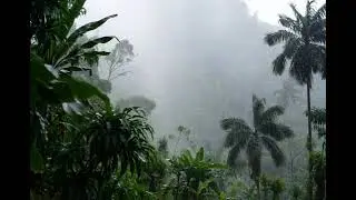 Fall Asleep Fast with Gentle Rain 🌧️ ASMR Rain Sounds for Deep Sleep & Calm