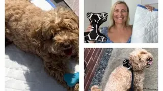 REVIEW OF RYWELL DOG HARNESS AND ALSO PET COOLING MAT - A Summer must have for your pet #gifted