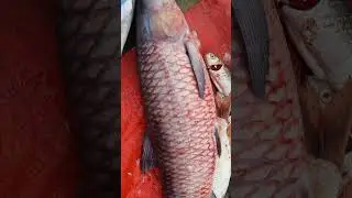12 kg Black Carp fish Cutting #fishcut #fishcutting #fishcutting_skills #fishcuttingskill