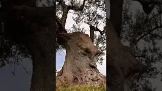 The thinking tree An ancient olive tree in Puglia, Italy | UNKNOWN FACTS