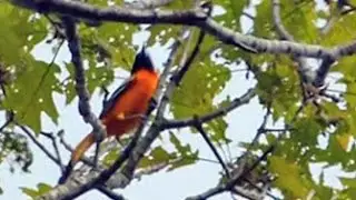 Baltimore Oriole at Weetamoo Woods - May 15, 2015