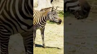 CUTE BABY ZEBRA WITH MOM