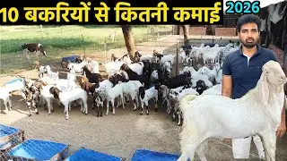 Bakri palan kaise karen॥goat farming investment and profit in india