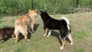 雨ばかりから一転、暑い日でのマグ君