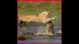 When Crocodile Provokes Lion Queen! King Lion Vs Crocodile #crocodile #lion #animals #wildanimals