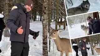 Feeding deers, elks and encounter with wolves 😱