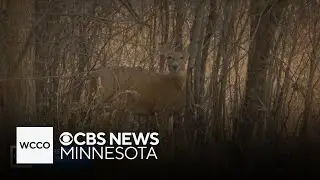 Cool weather should help hunters in Minnesota's deer season opener