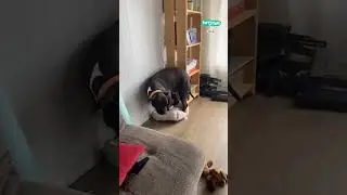 The cat stole the dog's bed