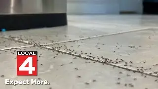 How Michigan homeowners can manage ants, spiders and common pests