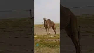 #camel                                             Angry Camel
