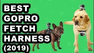 Best GoPro Fetch Harness for 2019 | Dog's View of the World.