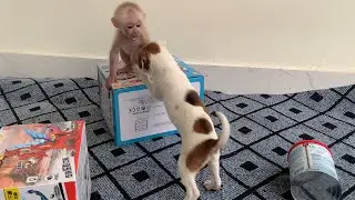 Dad let baby monkey play with puppy