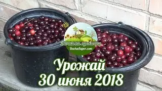 Урожай 30 июня 2018 / Урожай 30 червня 2018 / Harvest of June 30, 2018