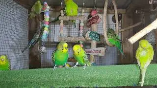 Parrots &ndash; Natural Instincts